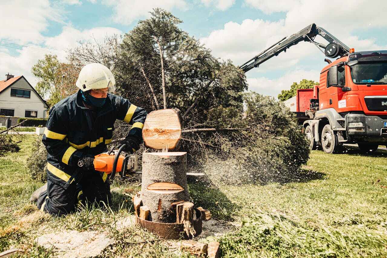 Emergency Storm Tree Removal in Key Vista, FL